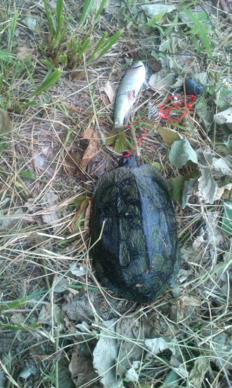 No.27486-1 地震前兆