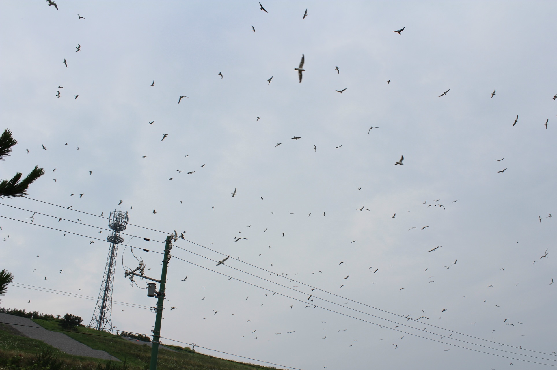 No.29318-1 地震前兆