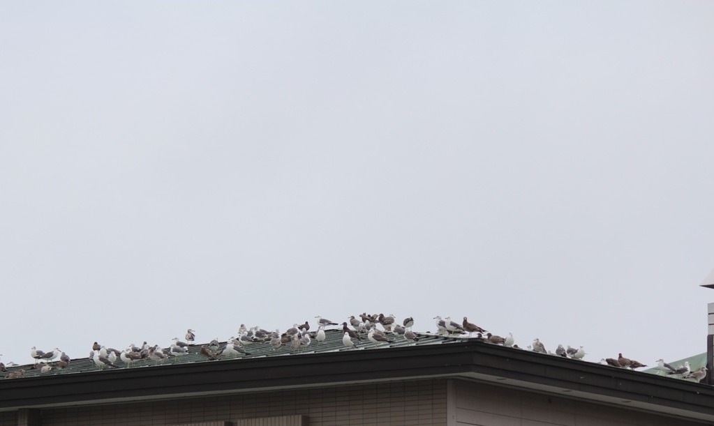 No.29337-1 地震前兆