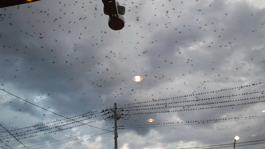 No.31717-1 地震前兆