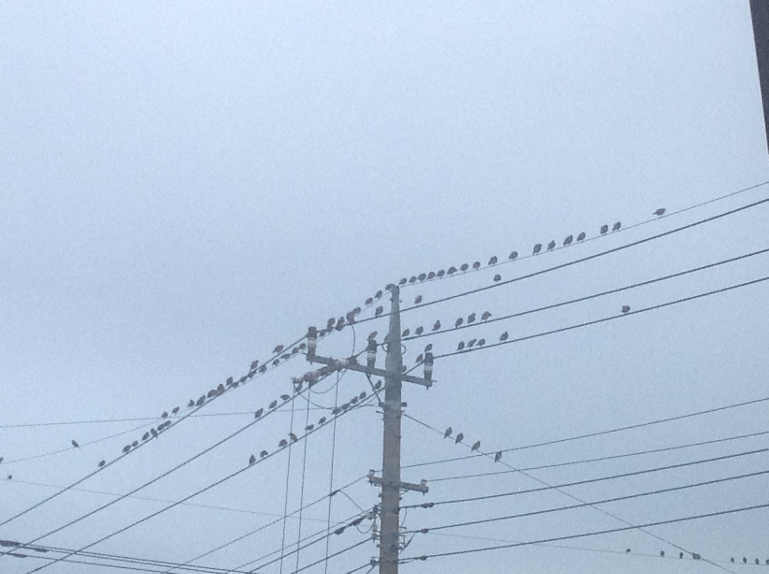 No.31933-1 地震前兆