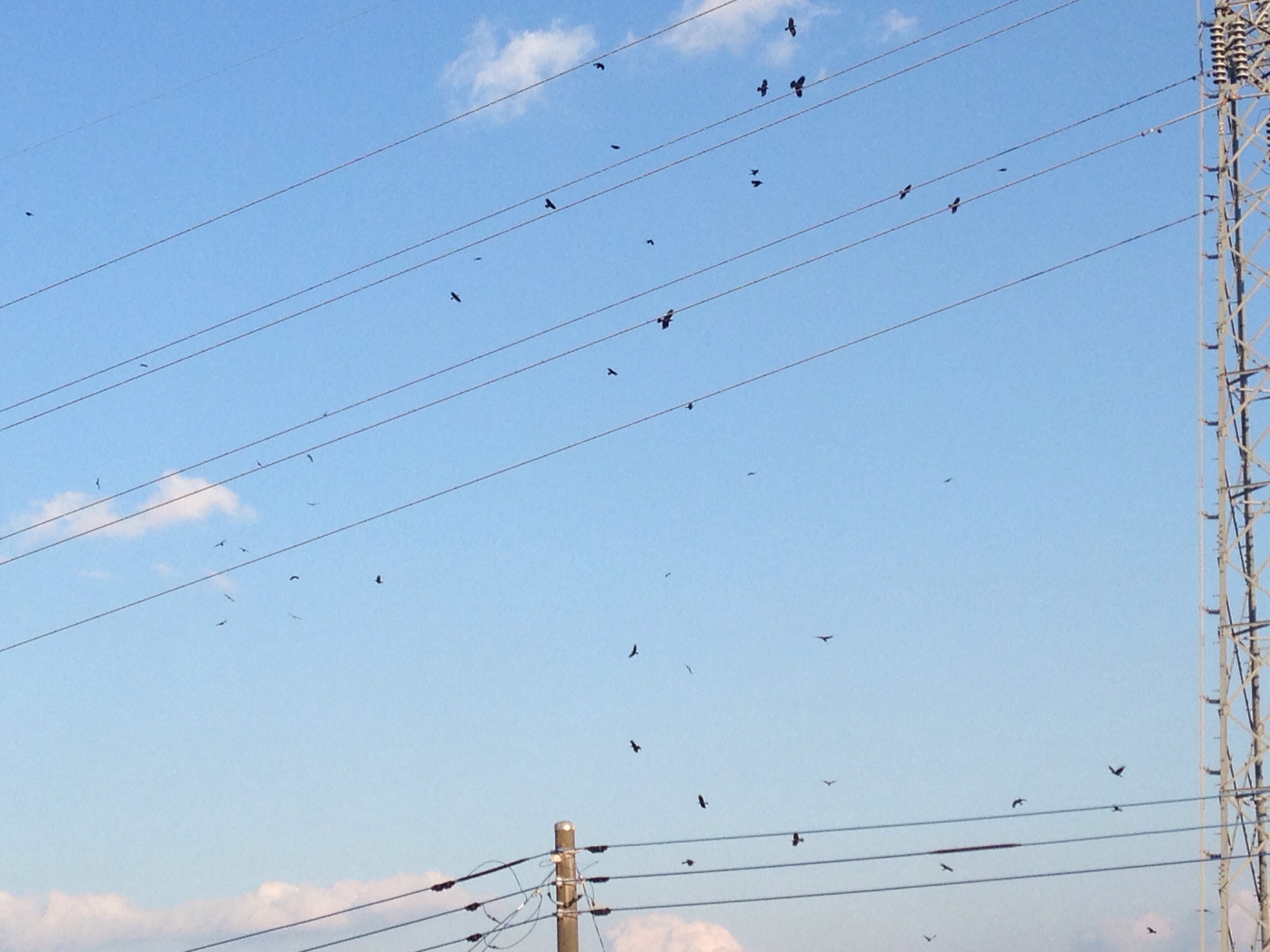 No.41519-1 地震前兆