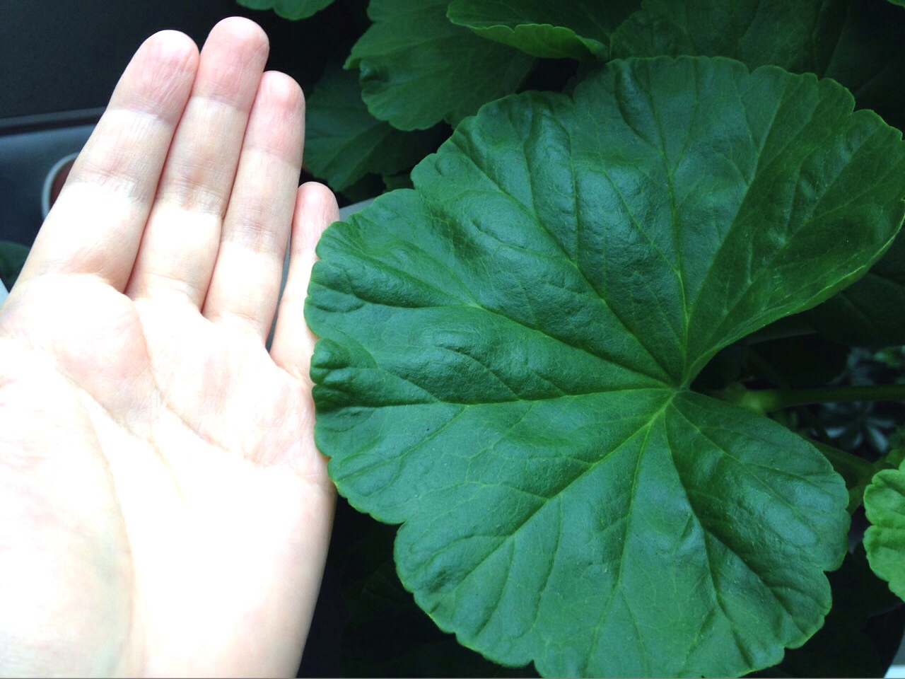 No.44277-1 地震前兆