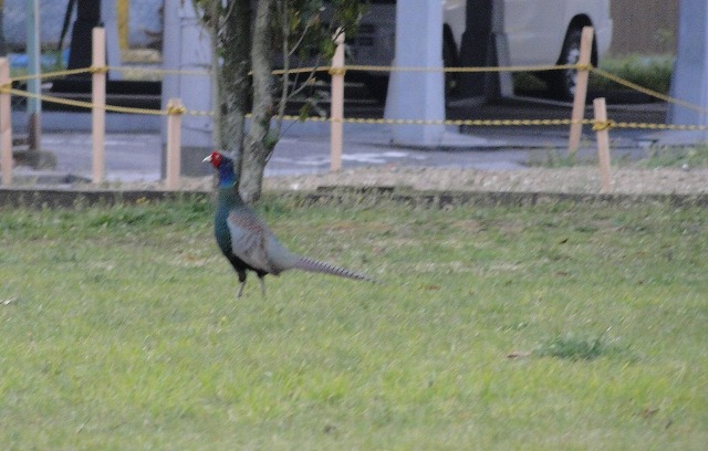 No.45008-1 地震前兆