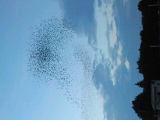 No.47170-1 地震前兆