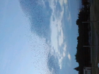 No.47171-1 地震前兆