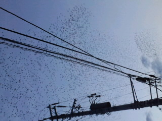 No.47172-1 地震前兆