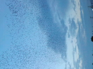 No.47173-1 地震前兆