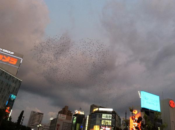 No.48466-1 地震前兆