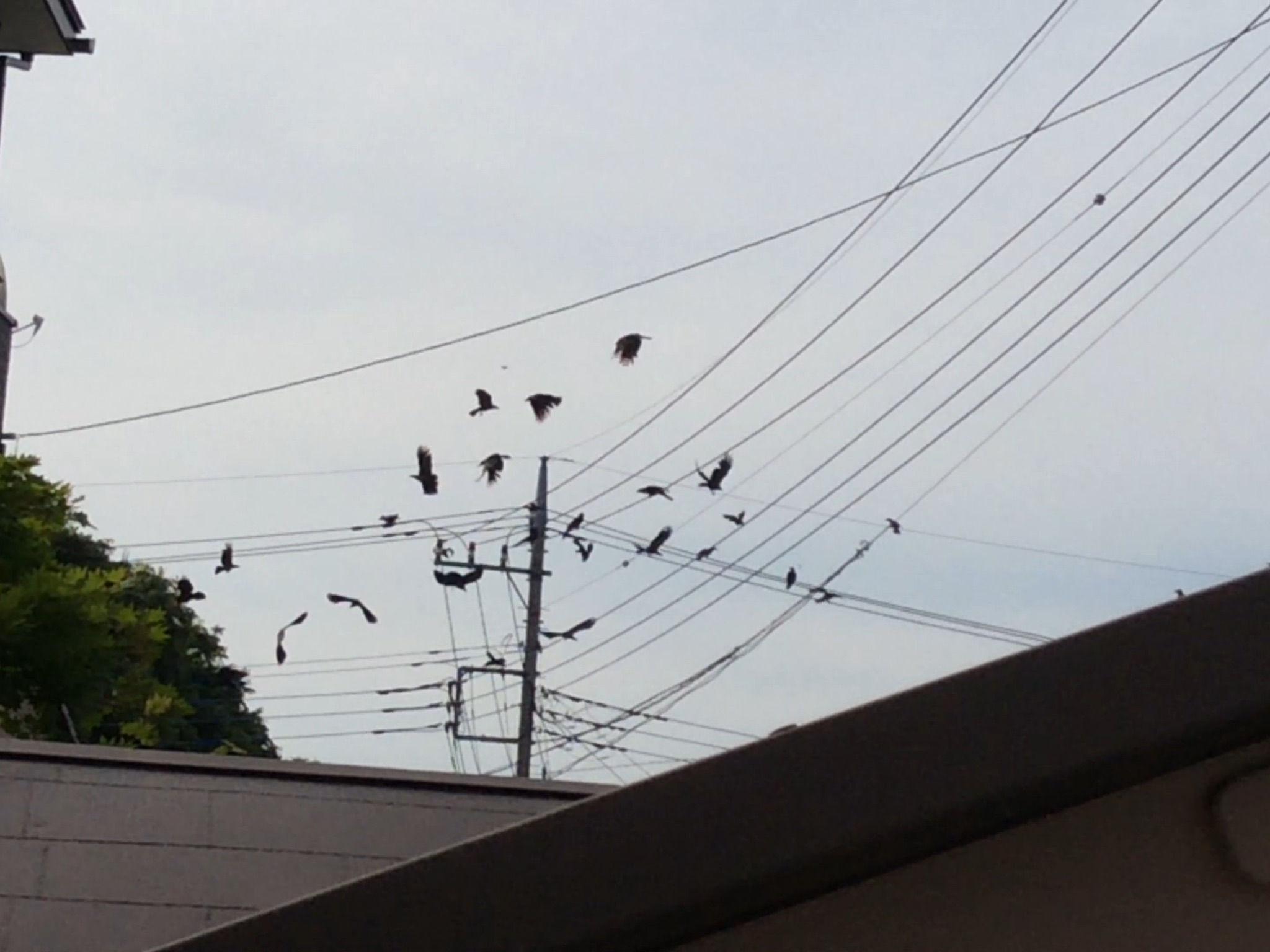 No.51912-1 地震前兆