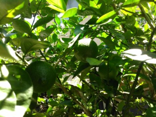 No.65616-1 地震前兆