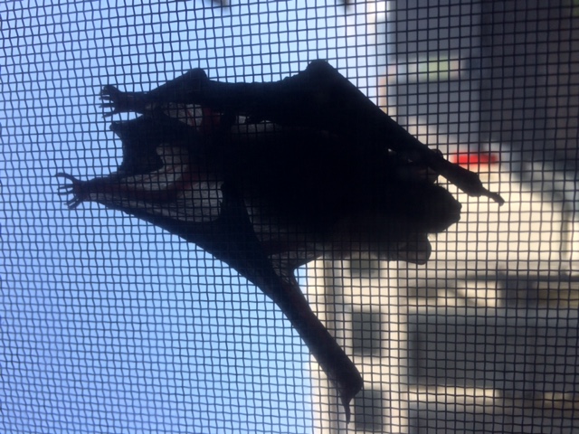 No.65727-1 地震前兆