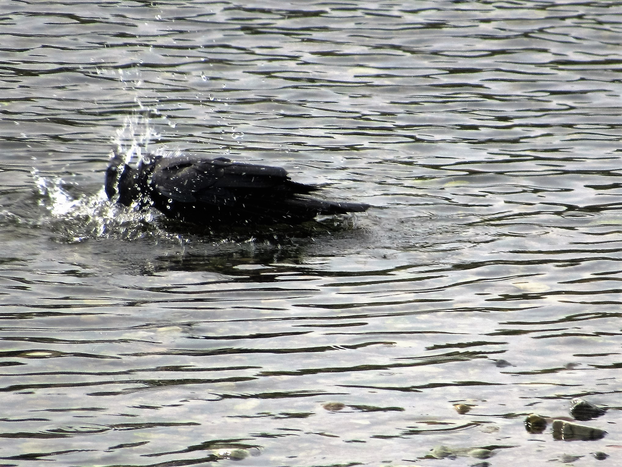 No.71173-1 地震前兆