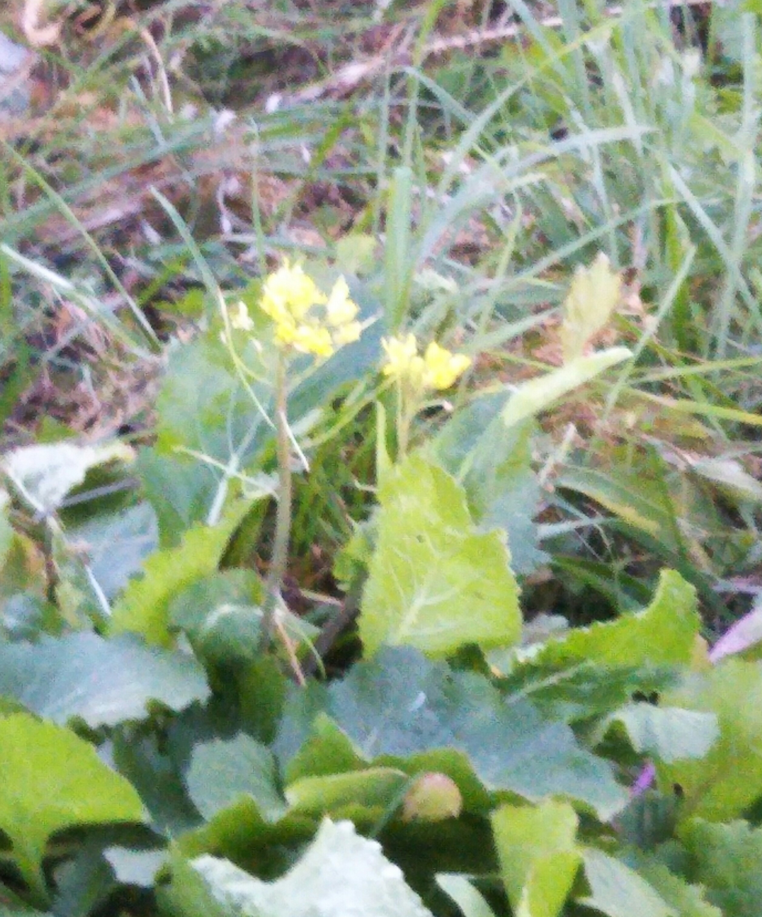 No.73535-1 地震前兆