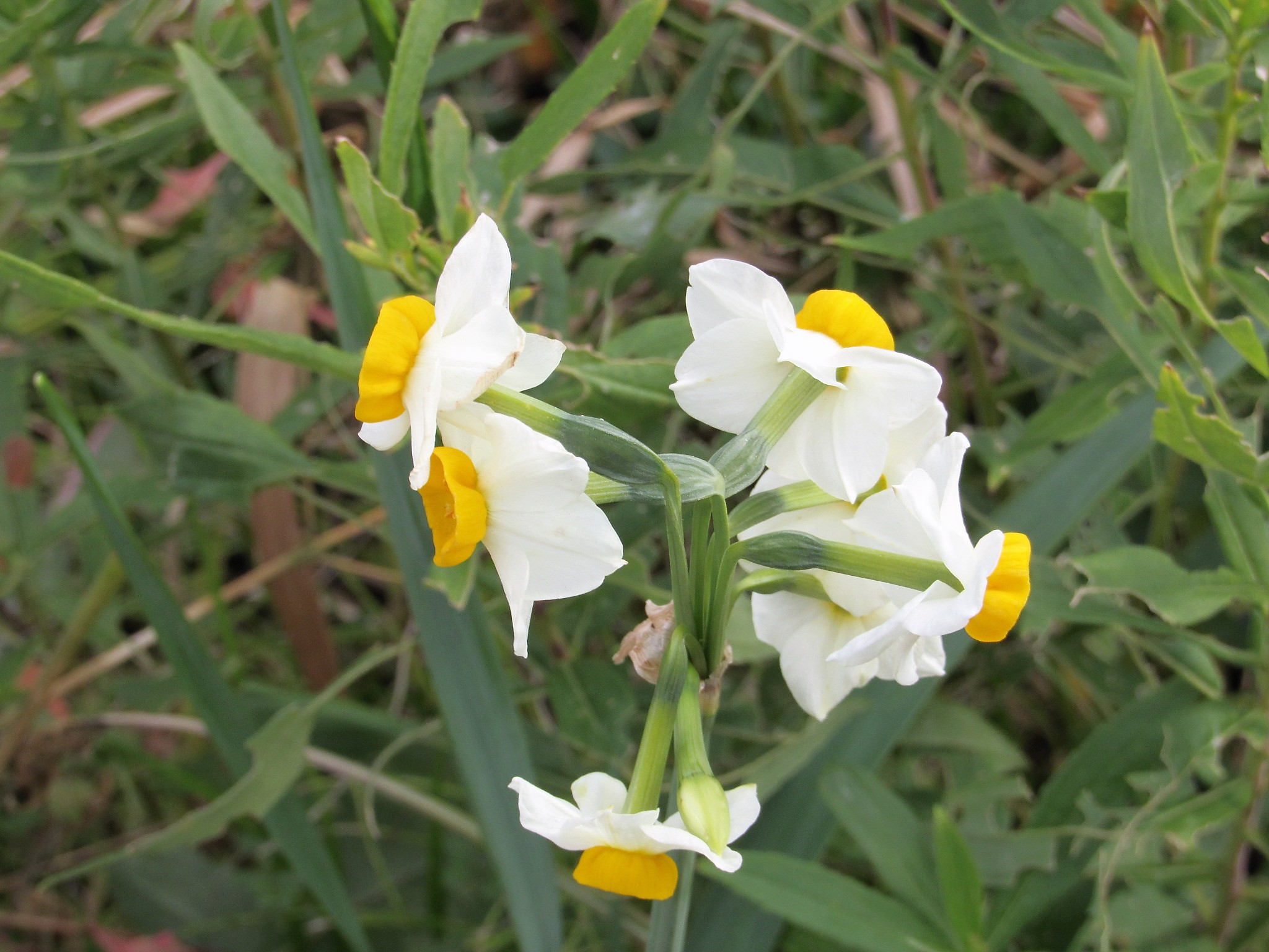 No.74367-1 地震前兆